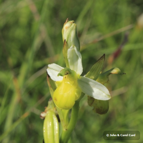 White Bee Orchid (Ophrys apifera var. clorantha) maybe _MG_1699.JPG